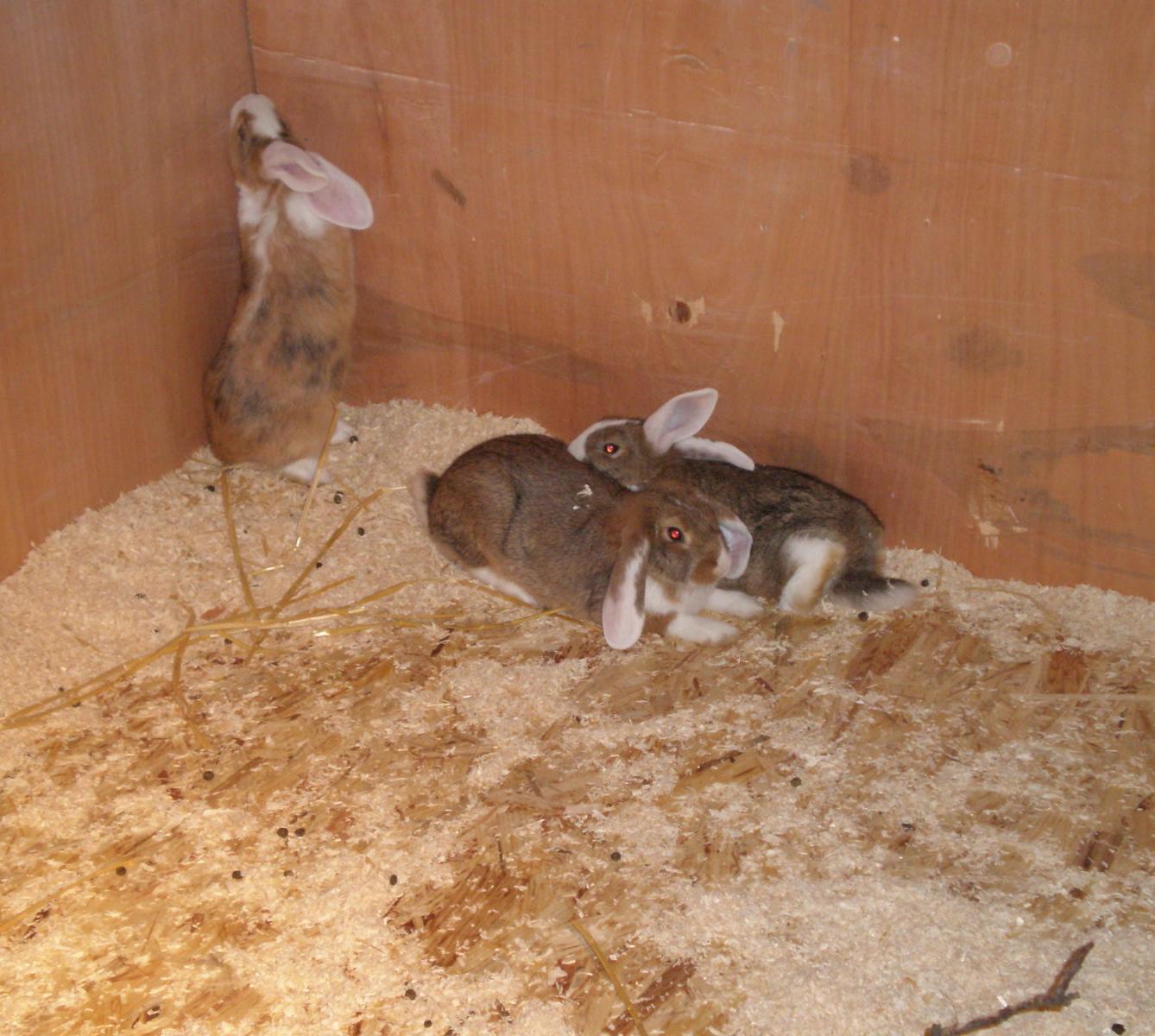 Výlet 1. třídy do Potštejna - 11