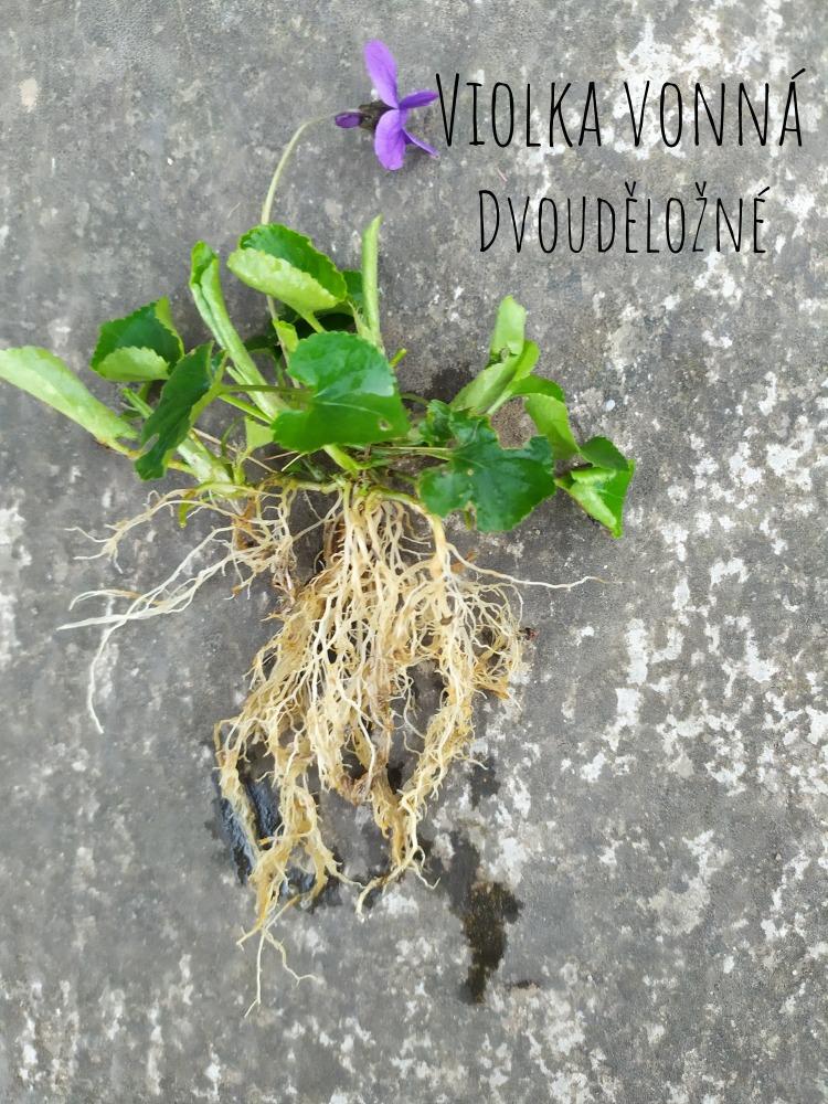 Botanika v 7. třídách - 16