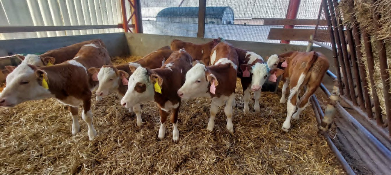 4.B na farmě ve Rvištích